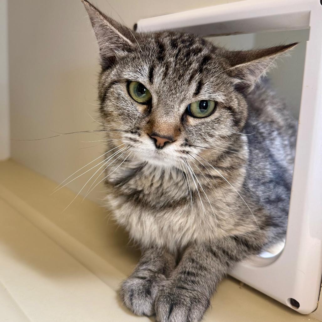 Enlarge Lorelai, a Adoptable Domestic Short Hair in Cody, WY image 3/4