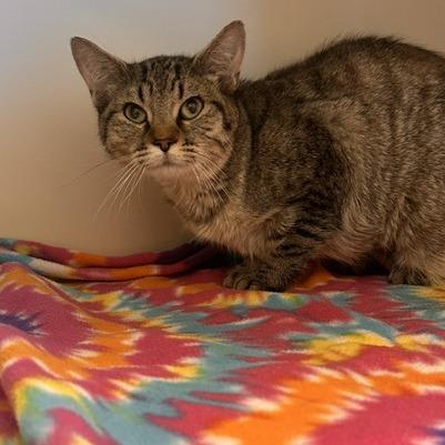 Enlarge Lorelai, a Adoptable Domestic Short Hair in Cody, WY image 4/4