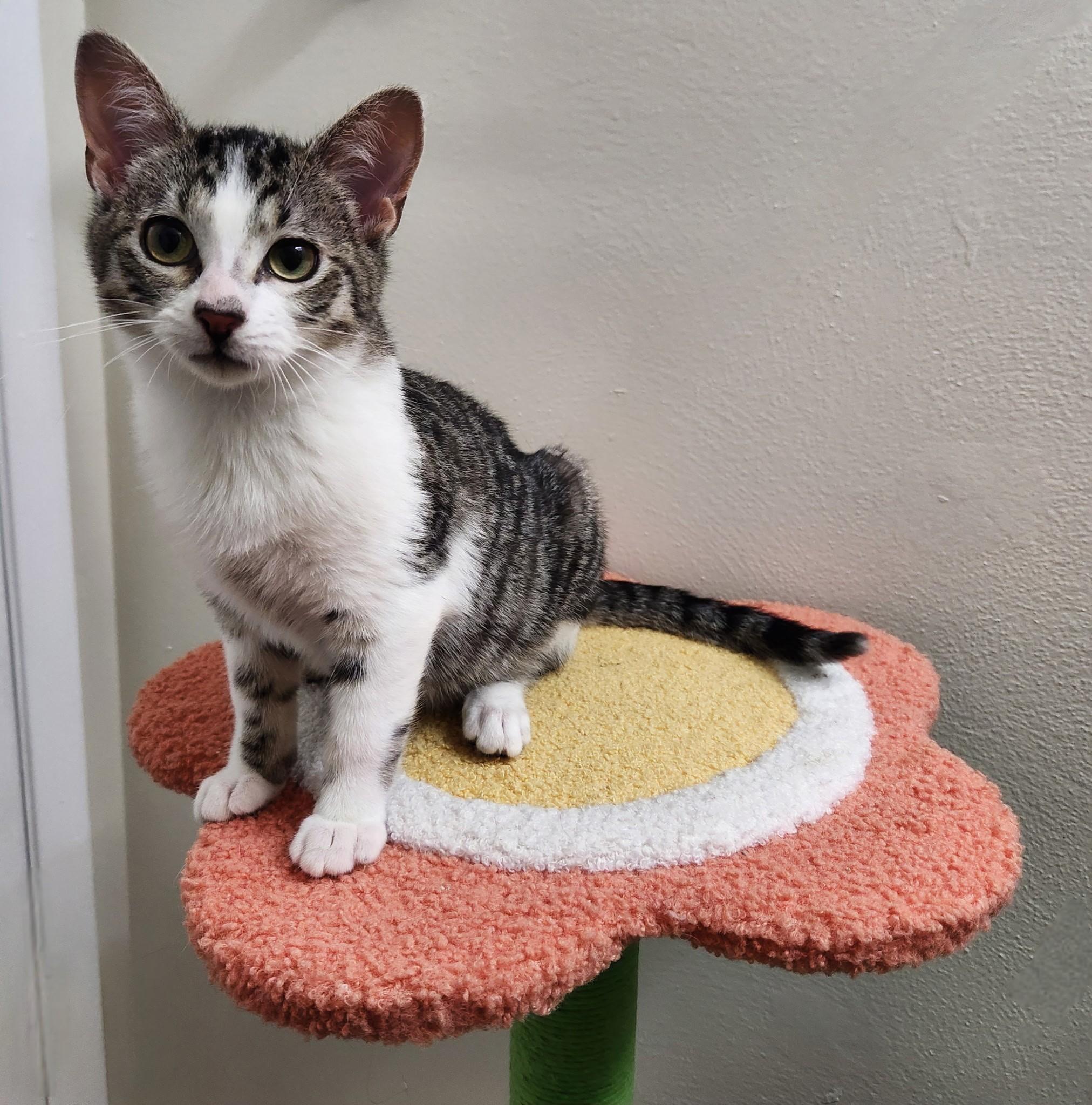 Clark, Adoptable, Kitten Male Domestic Short Hair & Tabby.