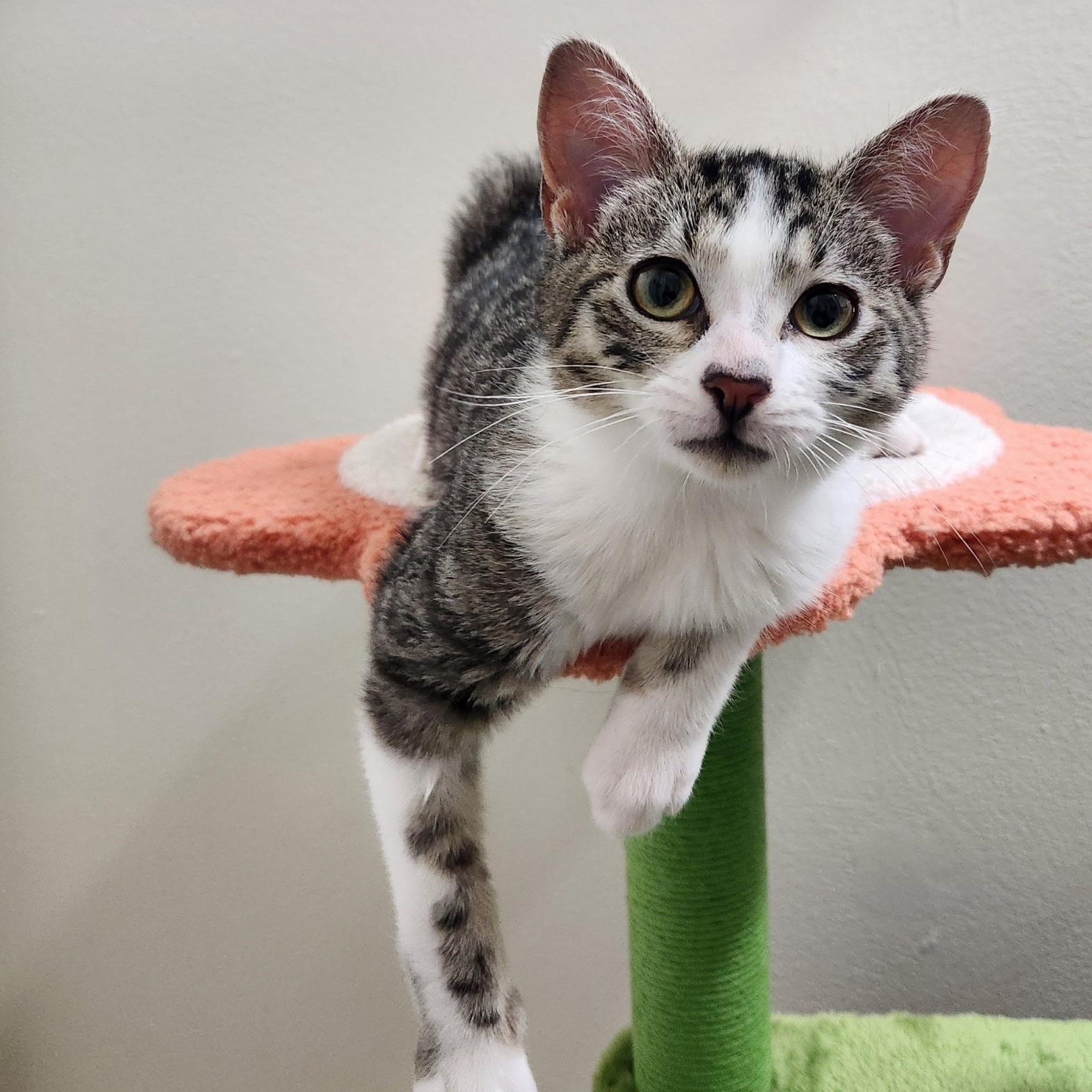 Clark, a Adoptable mixed breed in High Ridge, MO image 2/3