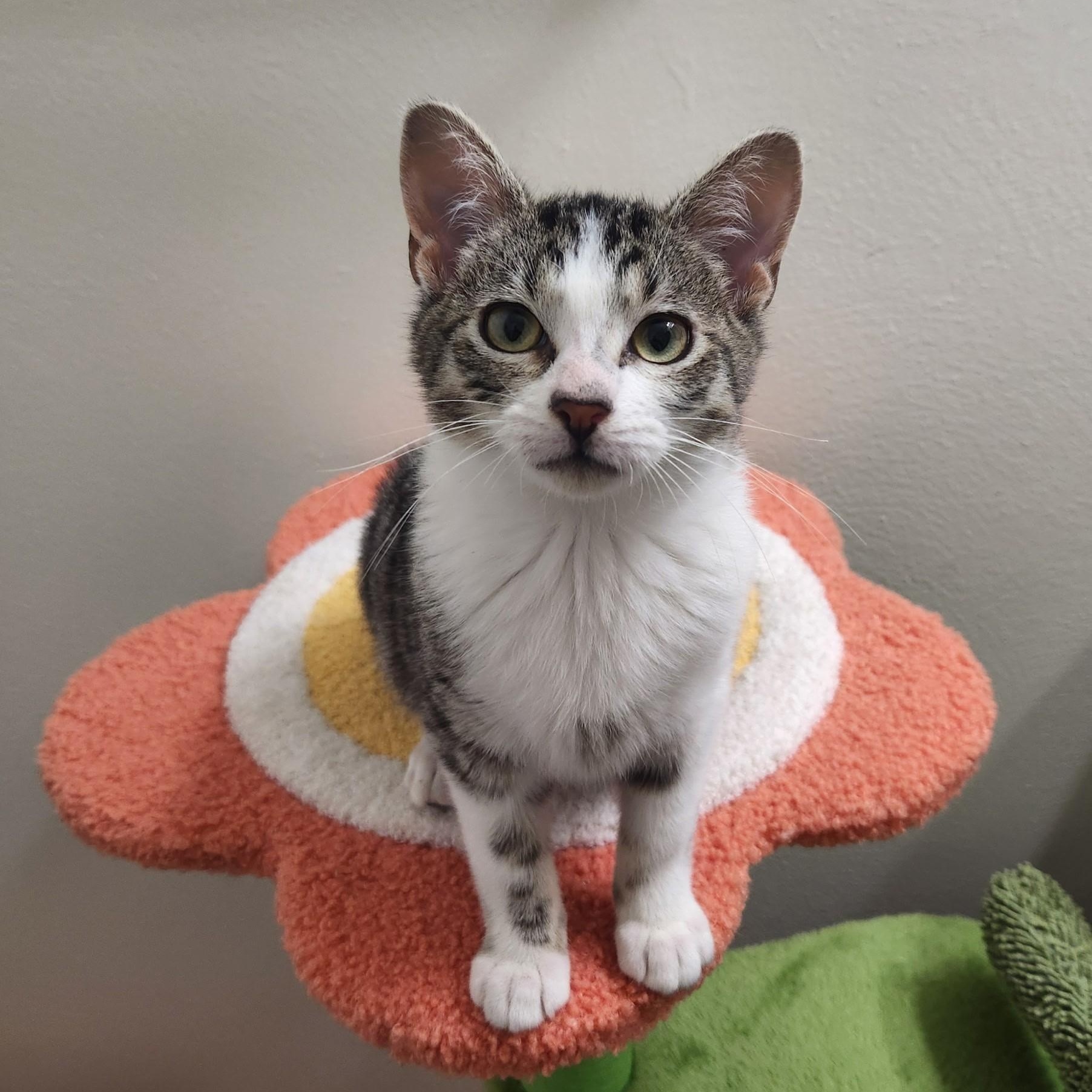 Clark, a Adoptable mixed breed in High Ridge, MO image 3/3