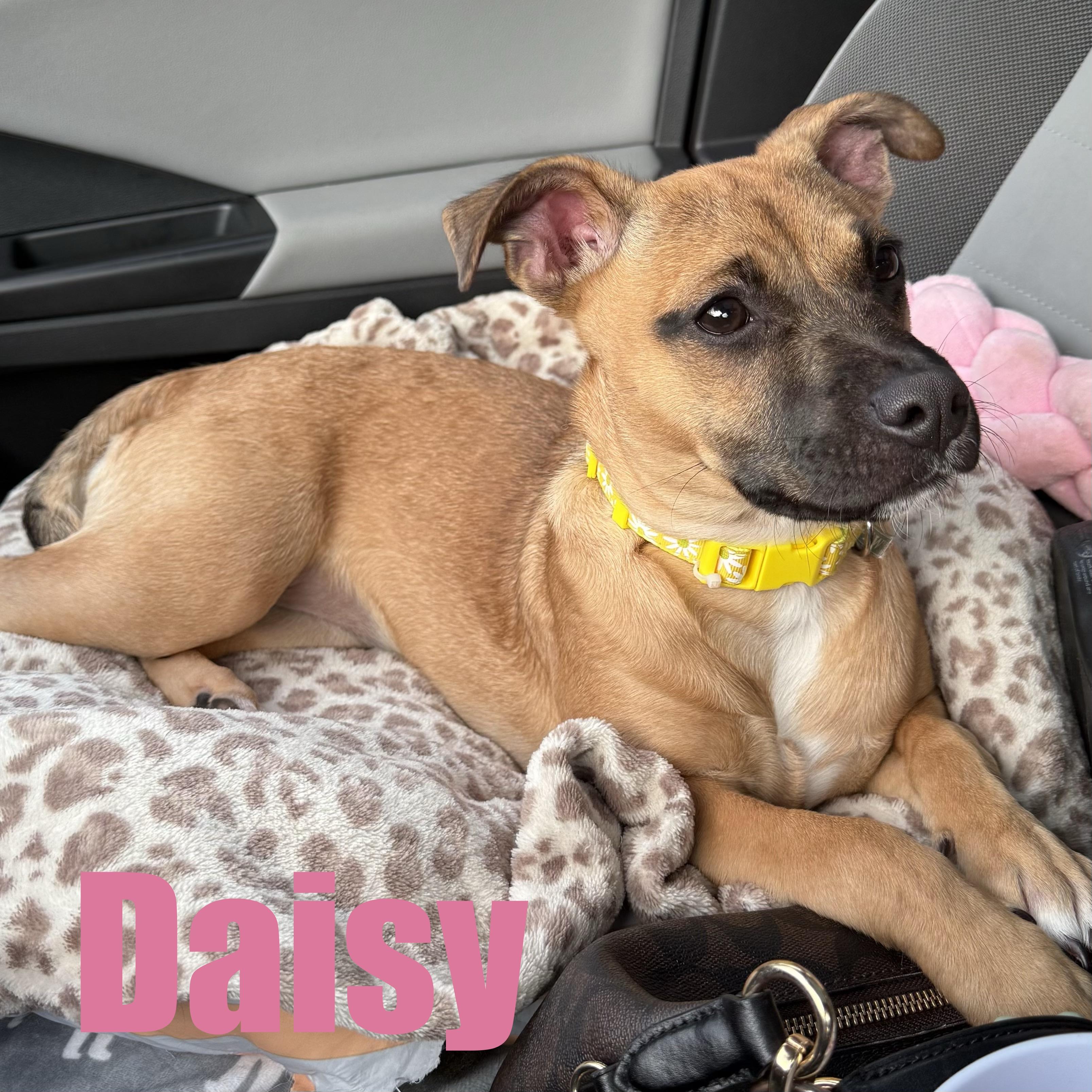 Daisy, adopted, Puppy Female Hound & Mixed Breed.