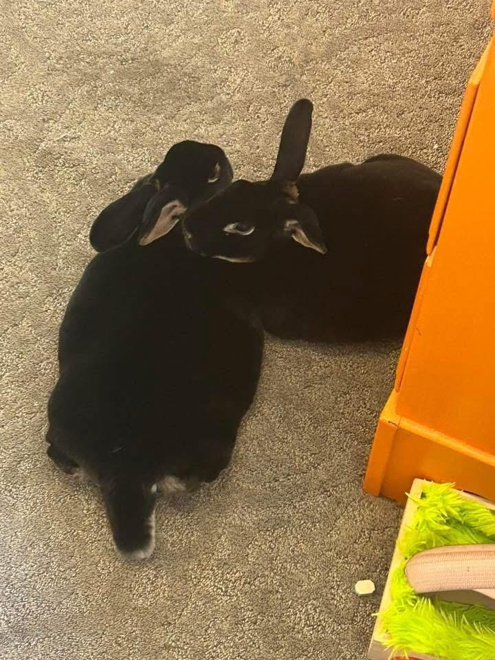 Chicken Strip and Dino nugget, Adoptable, Adult Male Rex.