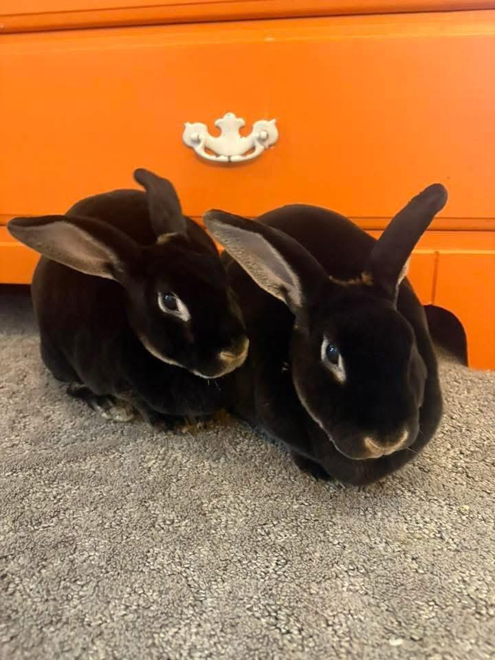 Enlarge Chicken Strip and Dino nugget, a Adoptable Rex in St. Charles, MO image 2/5