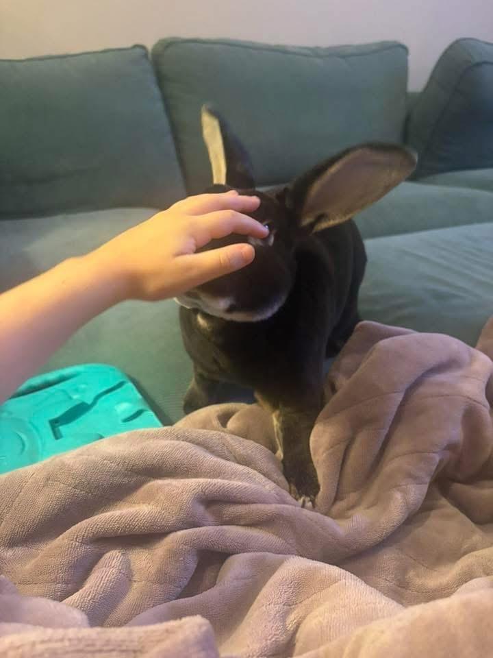 Enlarge Chicken Strip and Dino nugget, a Adoptable Rex in St. Charles, MO image 5/5