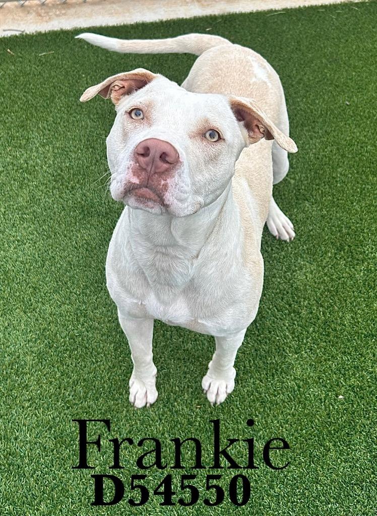 Enlarge Frankie, a Adoptable mixed breed in Clarksville, TN image 1/1