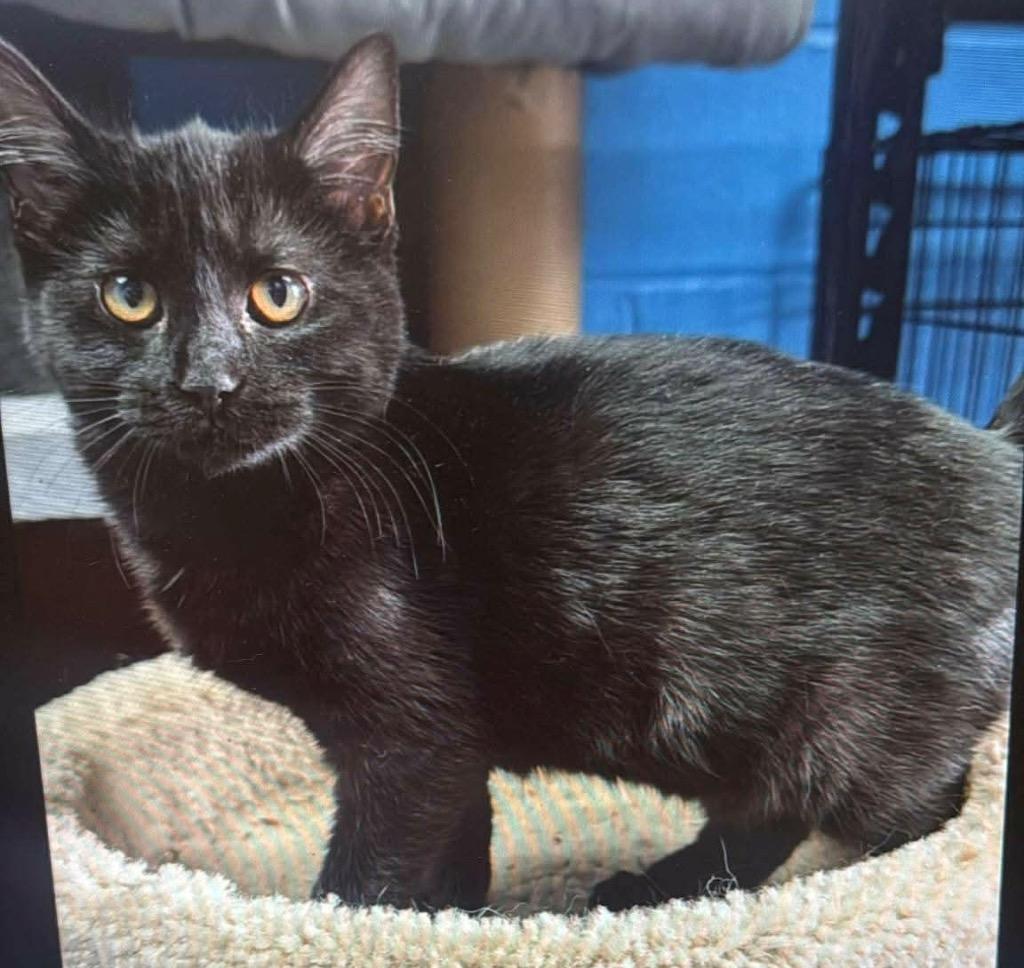 Enlarge Sumatra, a Adoptable mixed breed in Dalton, GA image 1/1