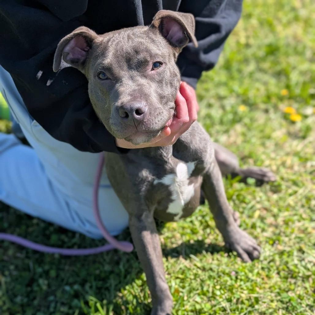 Enlarge California, a Adoptable Pit Bull Terrier in Winchester, TN image 1/4