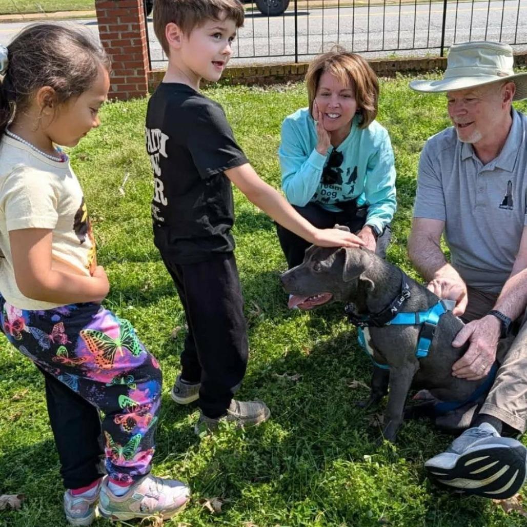 Enlarge California, a Adoptable Pit Bull Terrier in Winchester, TN image 2/4