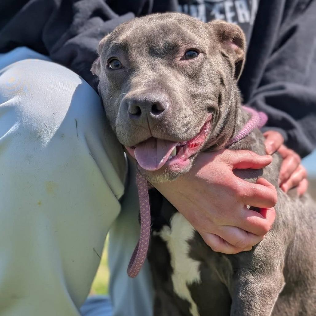 Enlarge California, a Adoptable Pit Bull Terrier in Winchester, TN image 3/4