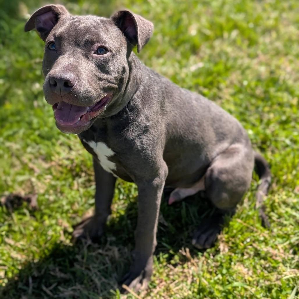 Enlarge California, a Adoptable Pit Bull Terrier in Winchester, TN image 4/4