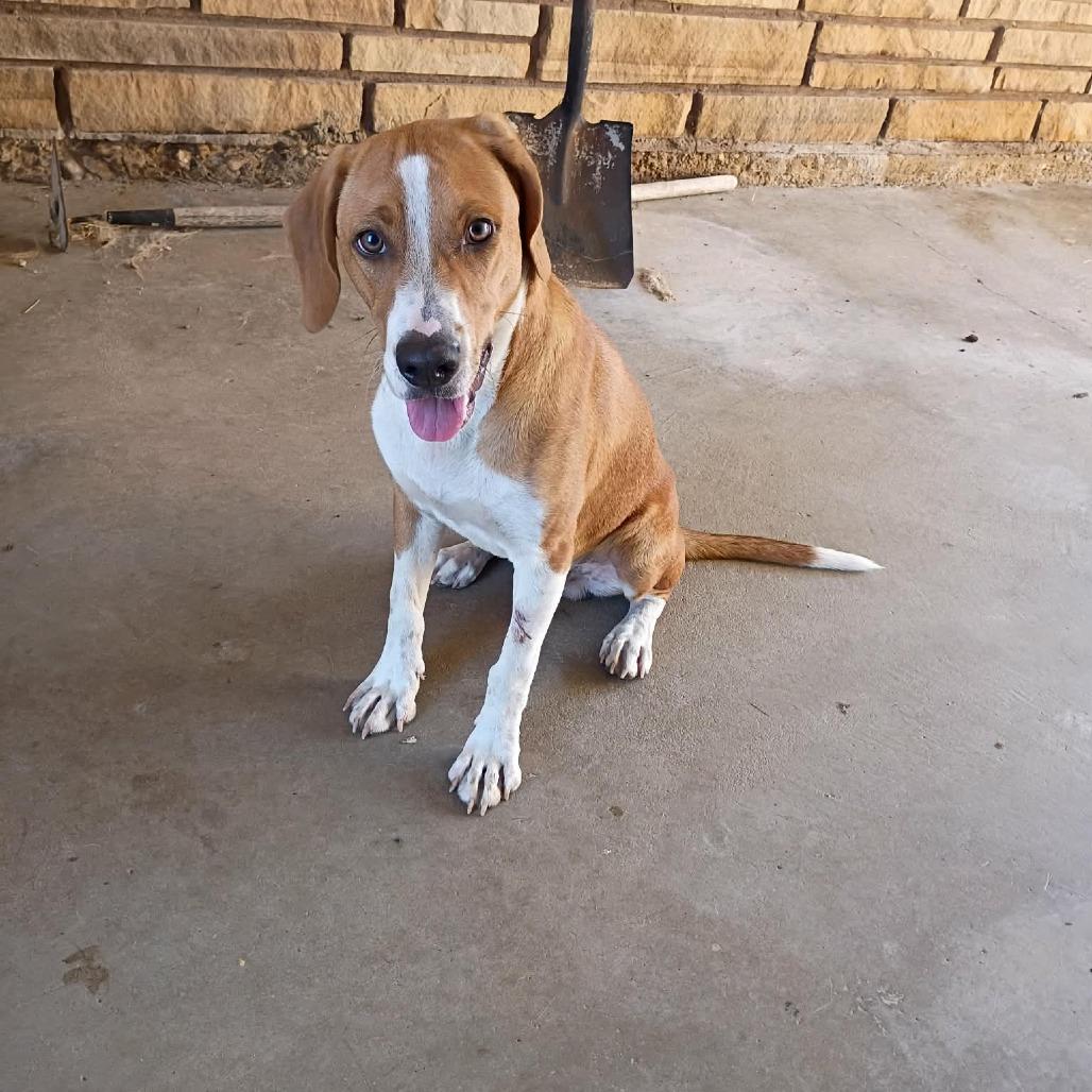 Smidge, Adoptable, Young Male Beagle & Mixed Breed.