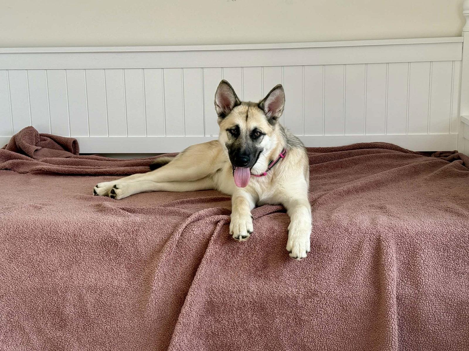 Kaia BK, Adopted, Young Female German Shepherd Dog & Alaskan Malamute.