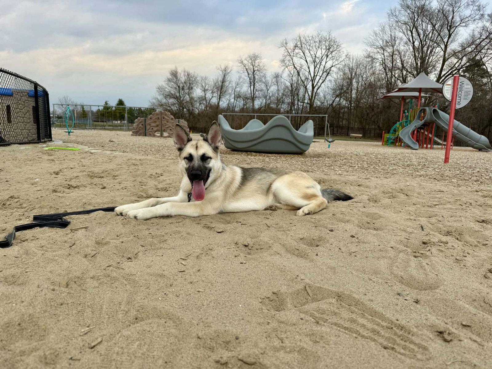 Enlarge Kaia BK, a Adopted mixed breed in Clinton, MI image 2/3