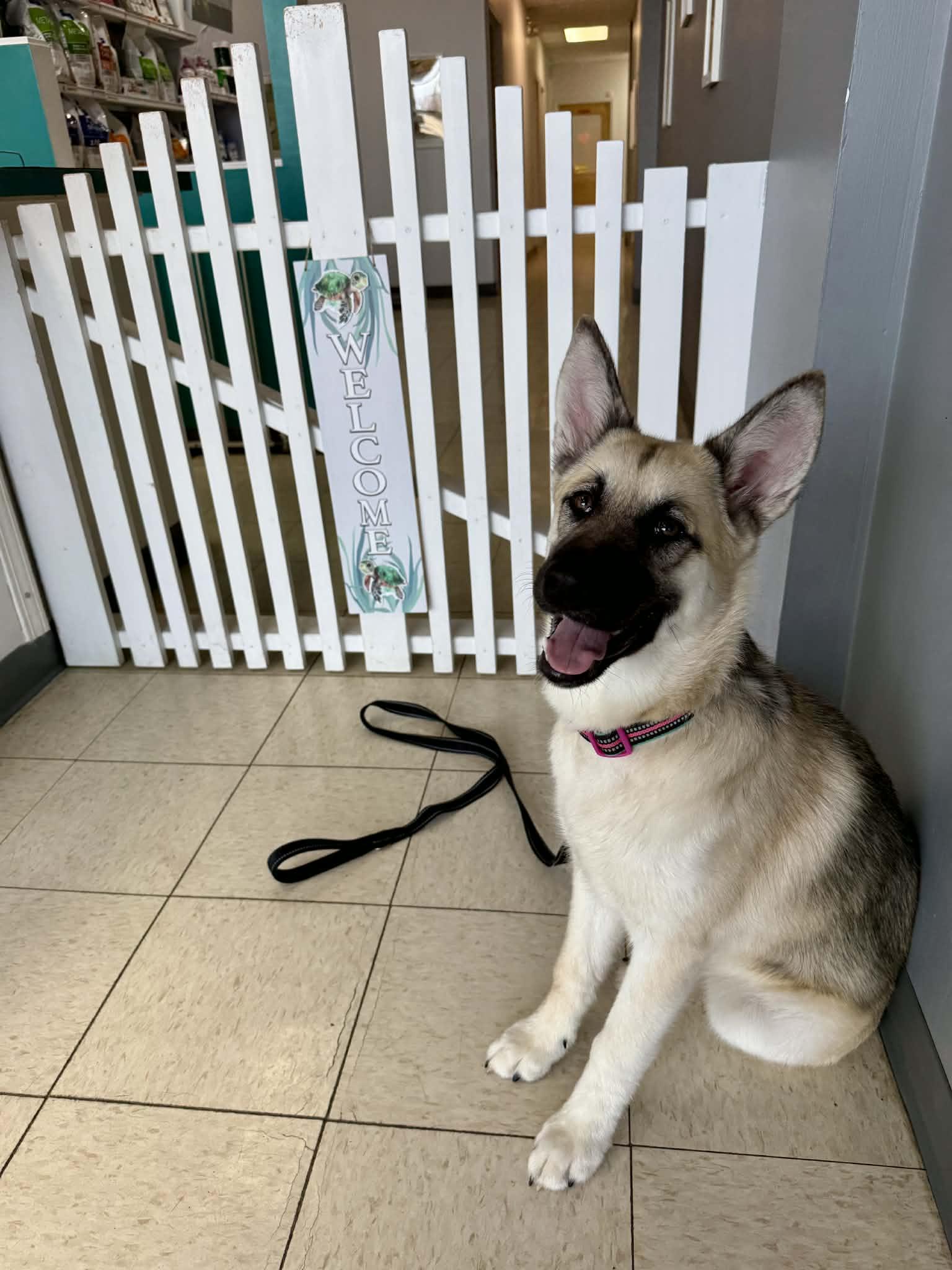 Enlarge Kaia BK, a Adopted mixed breed in Clinton, MI image 3/3