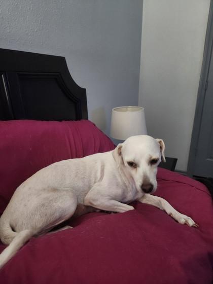 Laney, Adoptable, Adult Female Chihuahua & Mixed Breed.