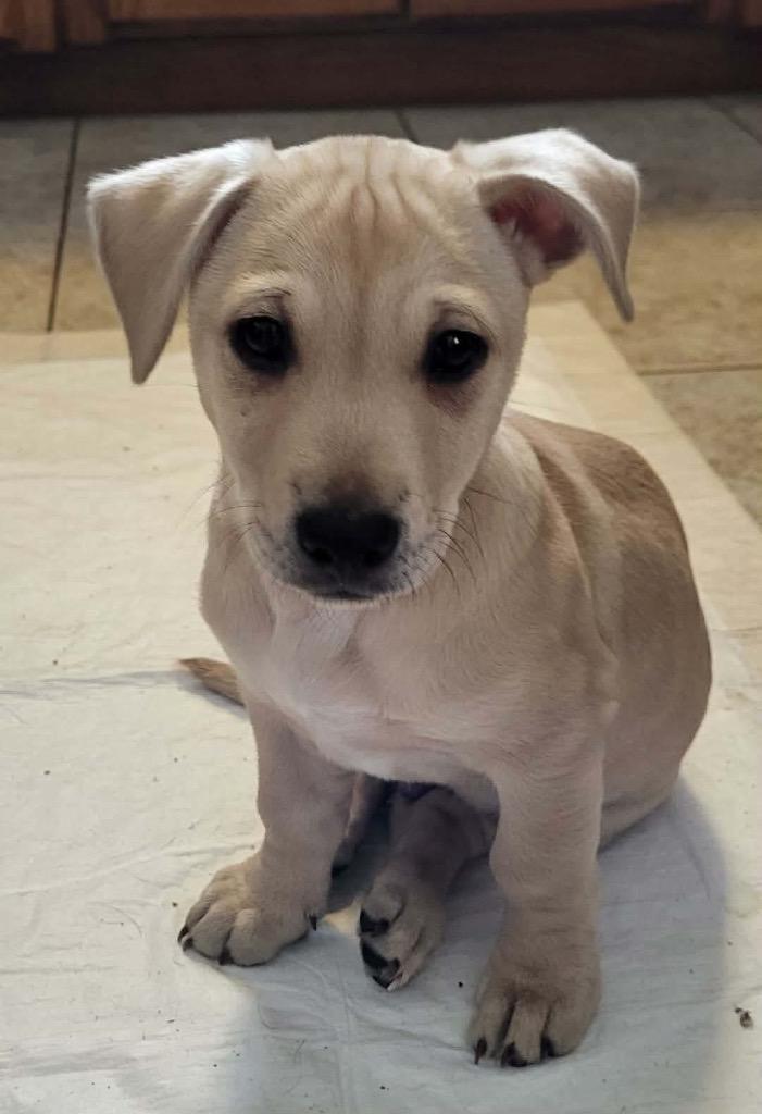 Enlarge Alfie, a Adoptable mixed breed in Bristol, WI image 2/6