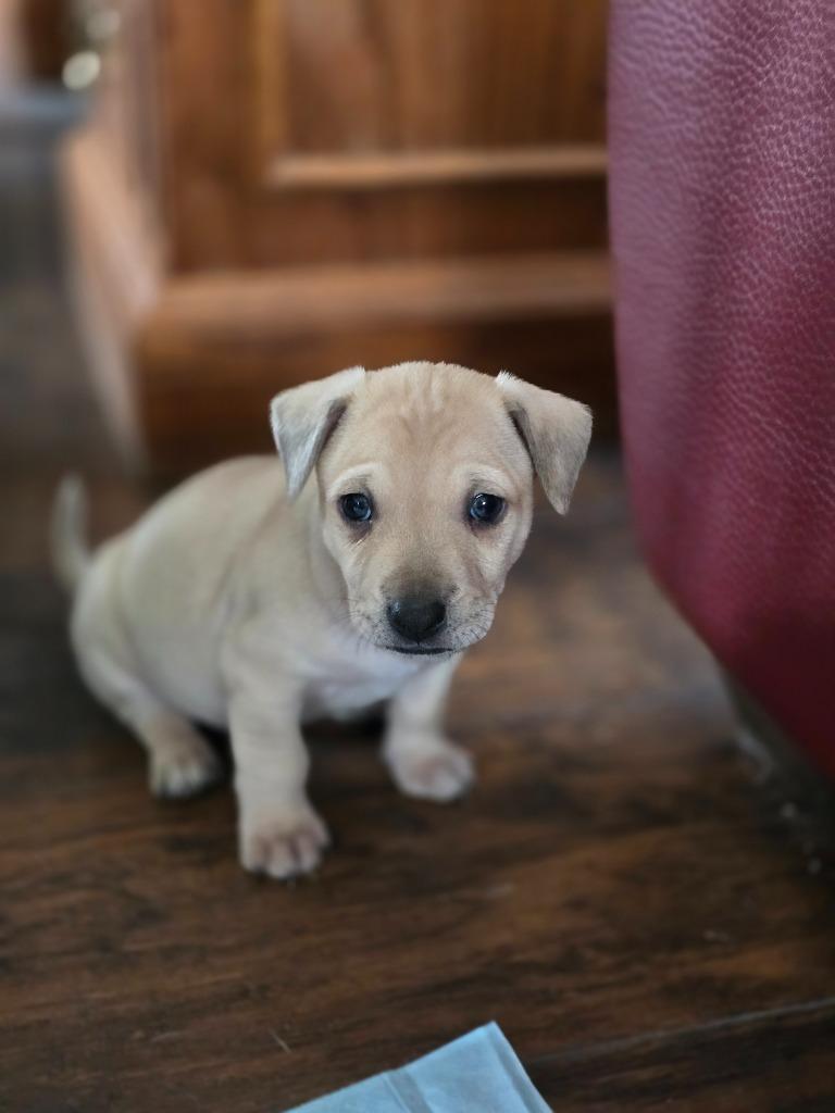 Enlarge Alfie, a Adoptable mixed breed in Bristol, WI image 3/6