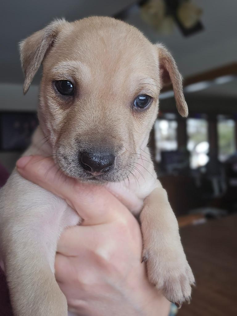 Enlarge Alfie, a Adoptable mixed breed in Bristol, WI image 4/6