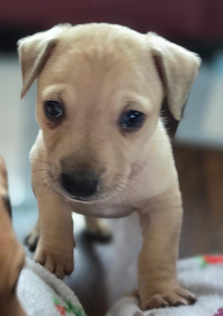 Enlarge Alfie, a Adoptable mixed breed in Bristol, WI image 6/6