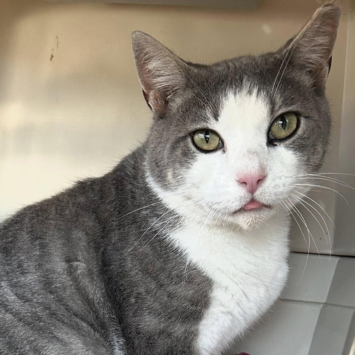 Enlarge Hugo, a Adoptable Domestic Short Hair in Bonners Ferry, ID image 1/2