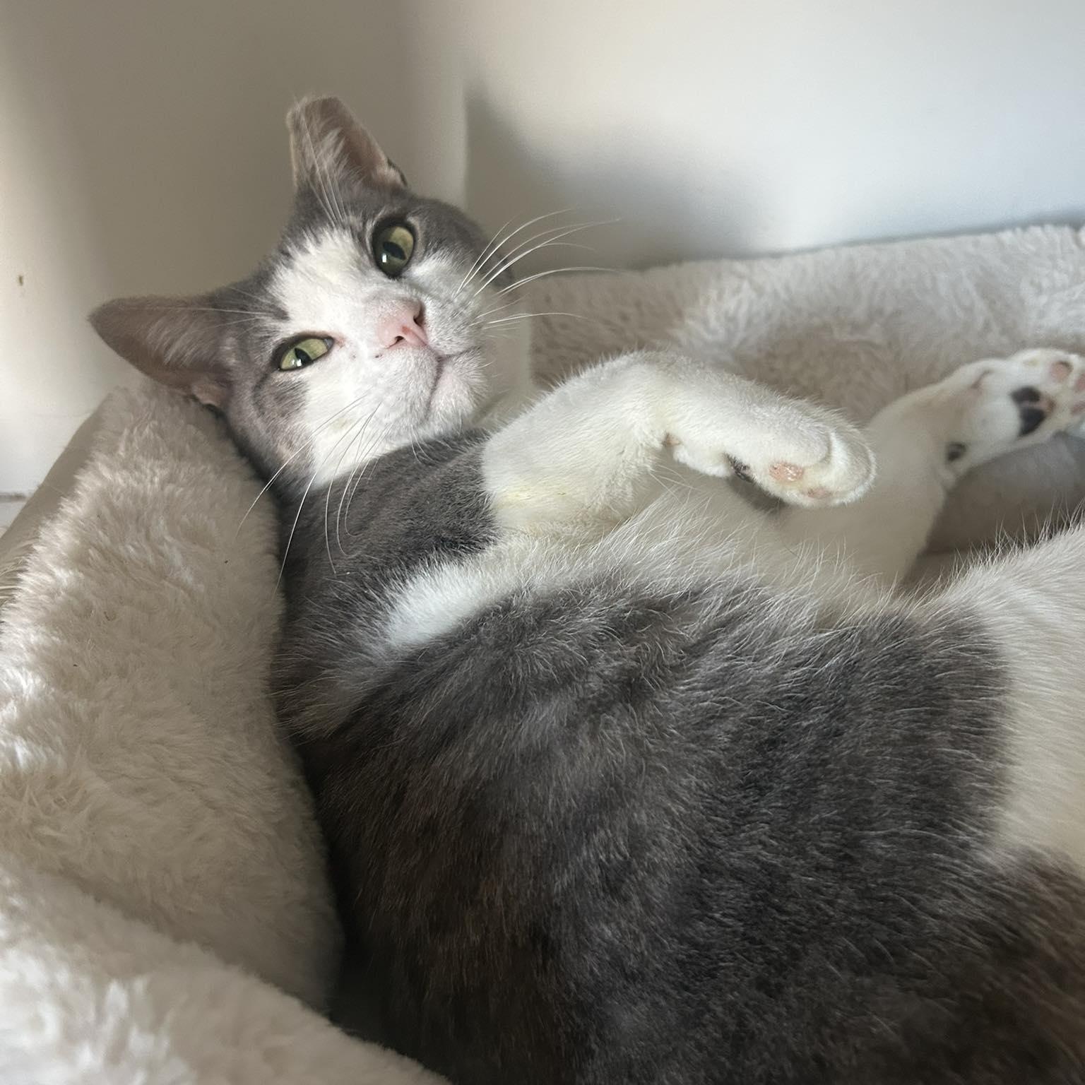 Hugo, an adoptable Domestic Short Hair in Bonners Ferry, ID, 83805 | Photo Image 1