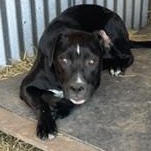 Enlarge Amber - Transport Available, a Adoptable mixed breed in Putnam, CT image 6/6