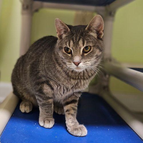 Catsy Cline 5714C, Adoptable, Young Female Domestic Short Hair.