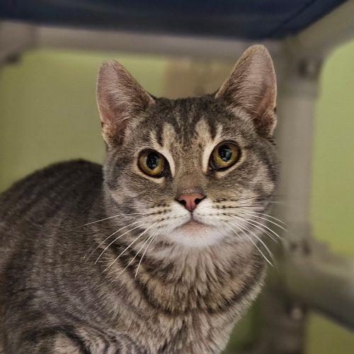 Enlarge Catsy Cline 5714C, a Adoptable Domestic Short Hair in Frankfort, KY image 2/6