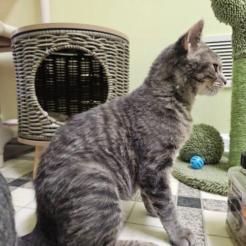 Enlarge Catsy Cline 5714C, a Adoptable Domestic Short Hair in Frankfort, KY image 3/6