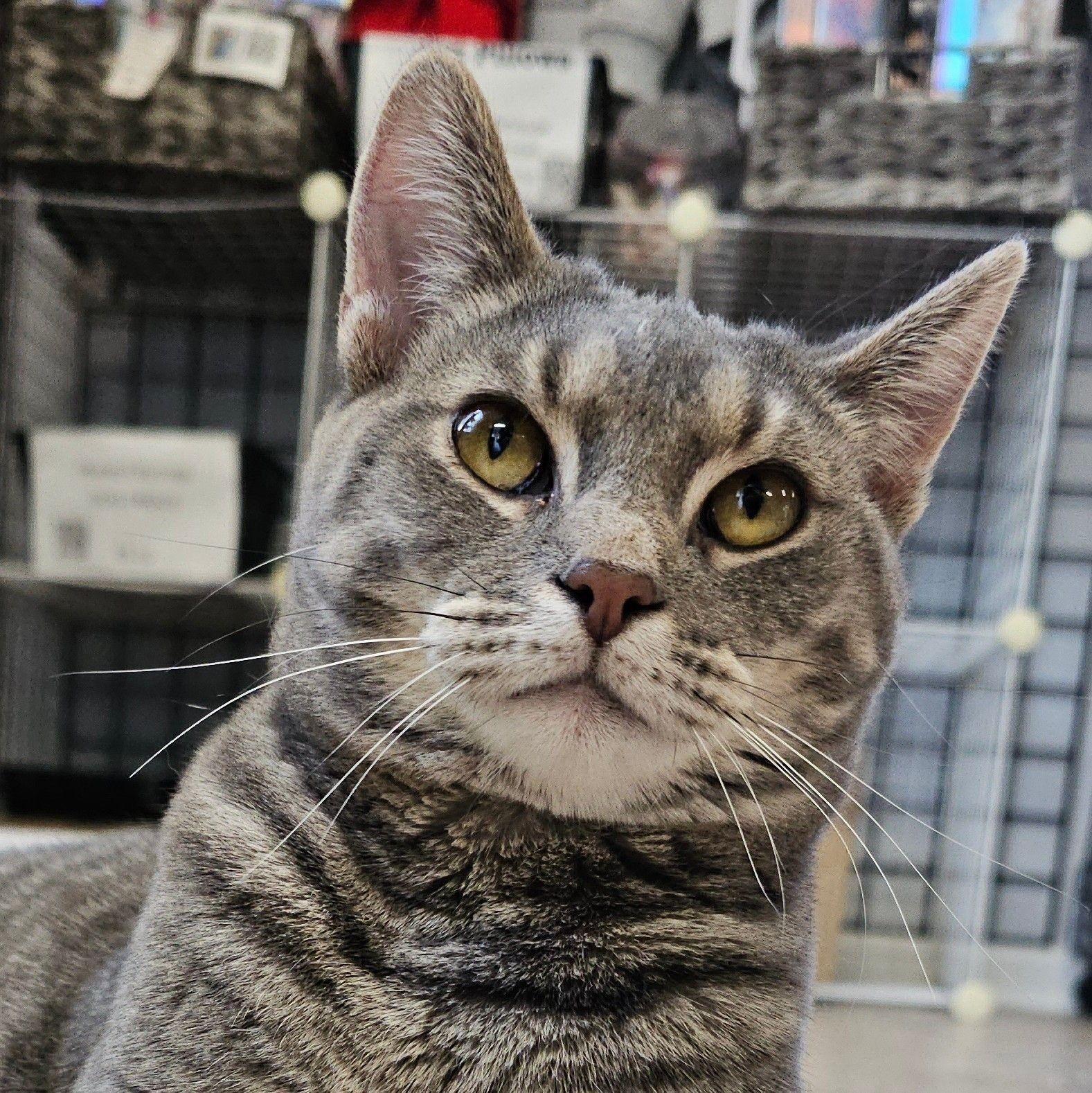 Catsy Cline 5714C, a Adoptable Domestic Short Hair in Frankfort, KY image 3/6