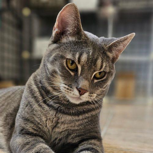 Enlarge Catsy Cline 5714C, a Adoptable Domestic Short Hair in Frankfort, KY image 4/6