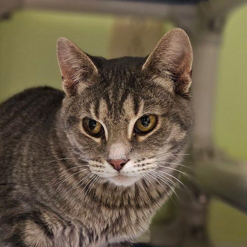 Enlarge Catsy Cline 5714C, a Adoptable Domestic Short Hair in Frankfort, KY image 4/6