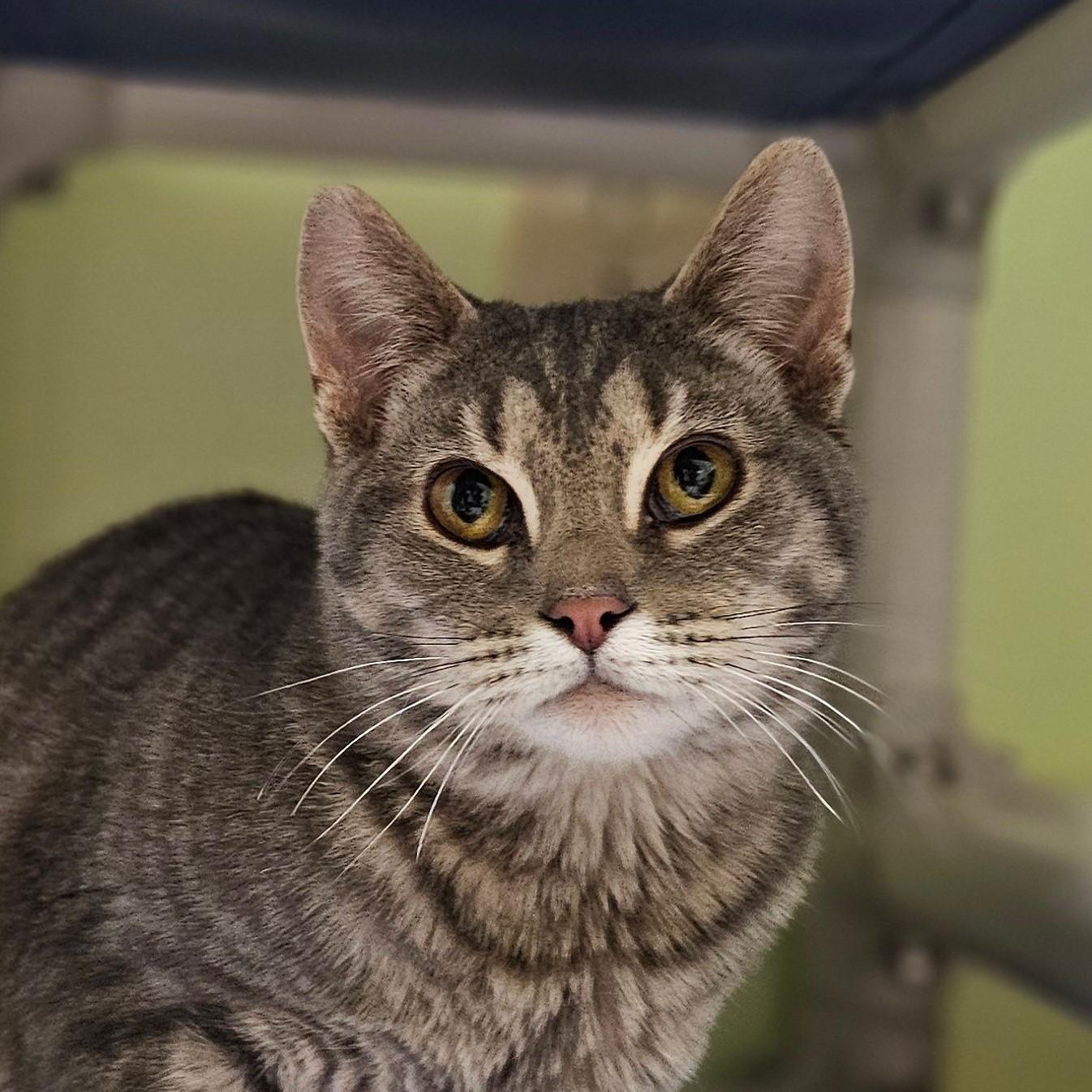 Enlarge Catsy Cline 5714C, a Adoptable Domestic Short Hair in Frankfort, KY image 5/6