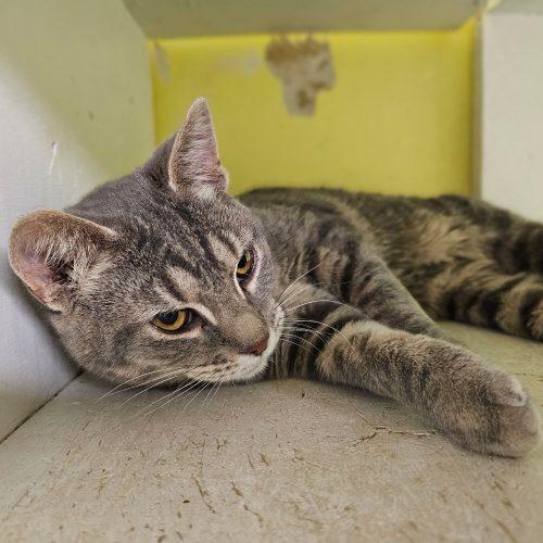 Enlarge Catsy Cline 5714C, a Adoptable Domestic Short Hair in Frankfort, KY image 6/6