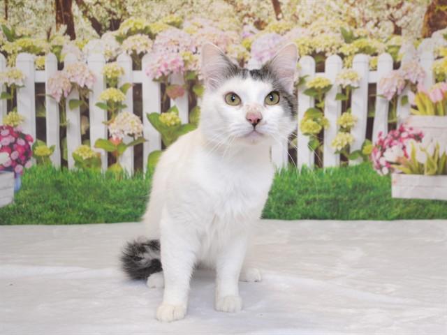 MUSTARD, Adoptable, Young Male Domestic Medium Hair & Domestic Short Hair.
