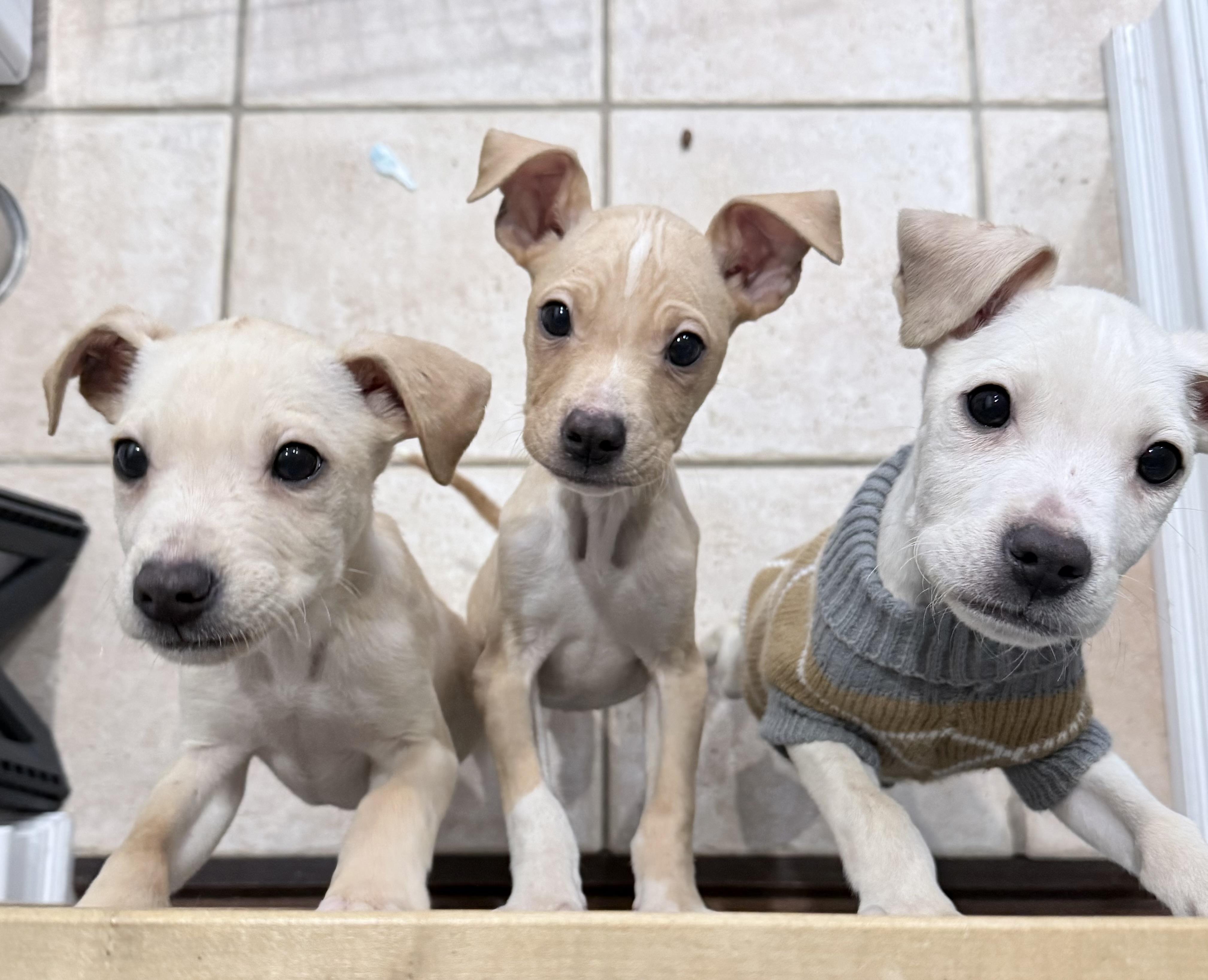 Enlarge Ken, an adopted mixed breed in China Township, MI image 3/5