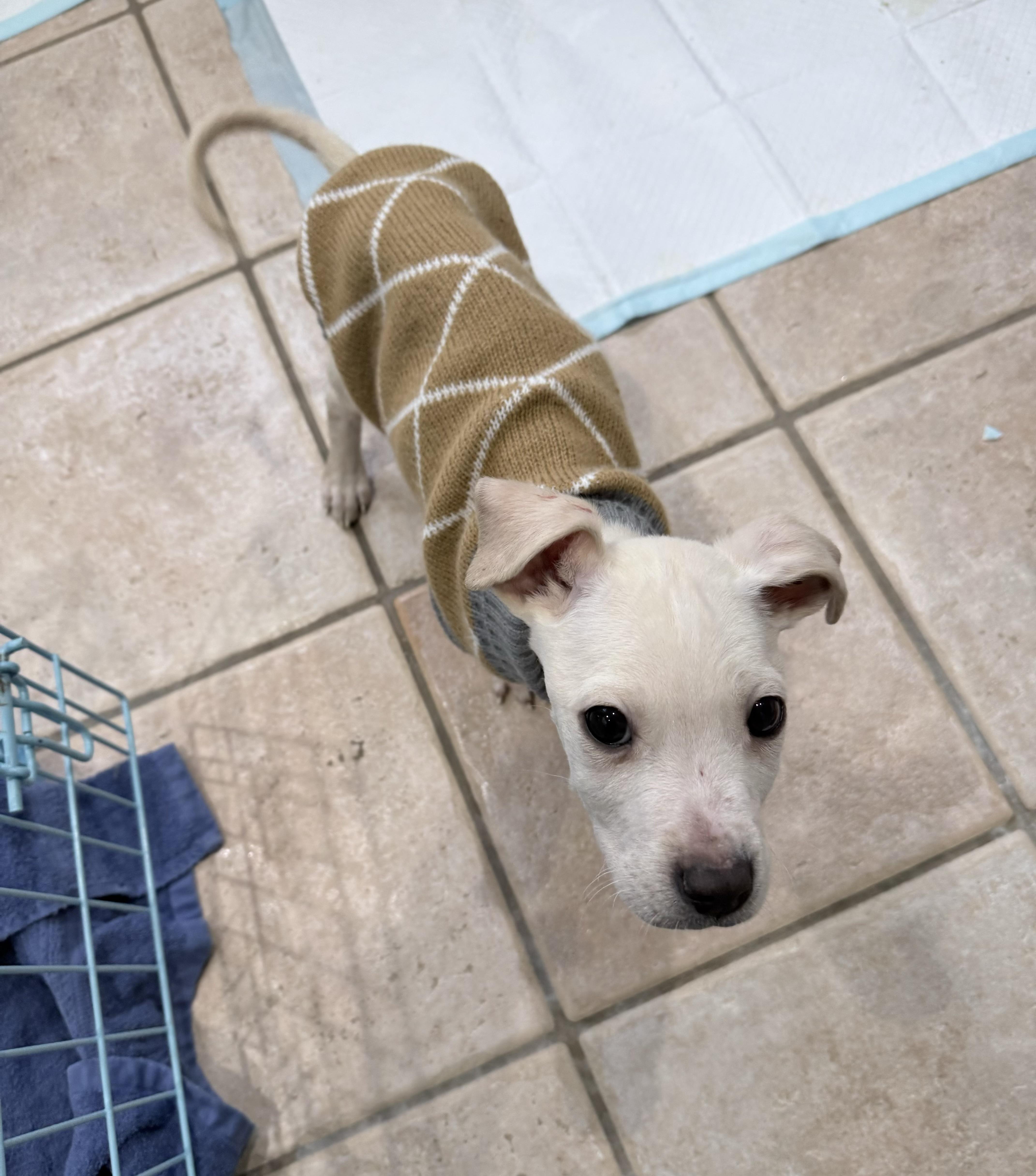 Enlarge Ken, an adopted mixed breed in China Township, MI image 4/5