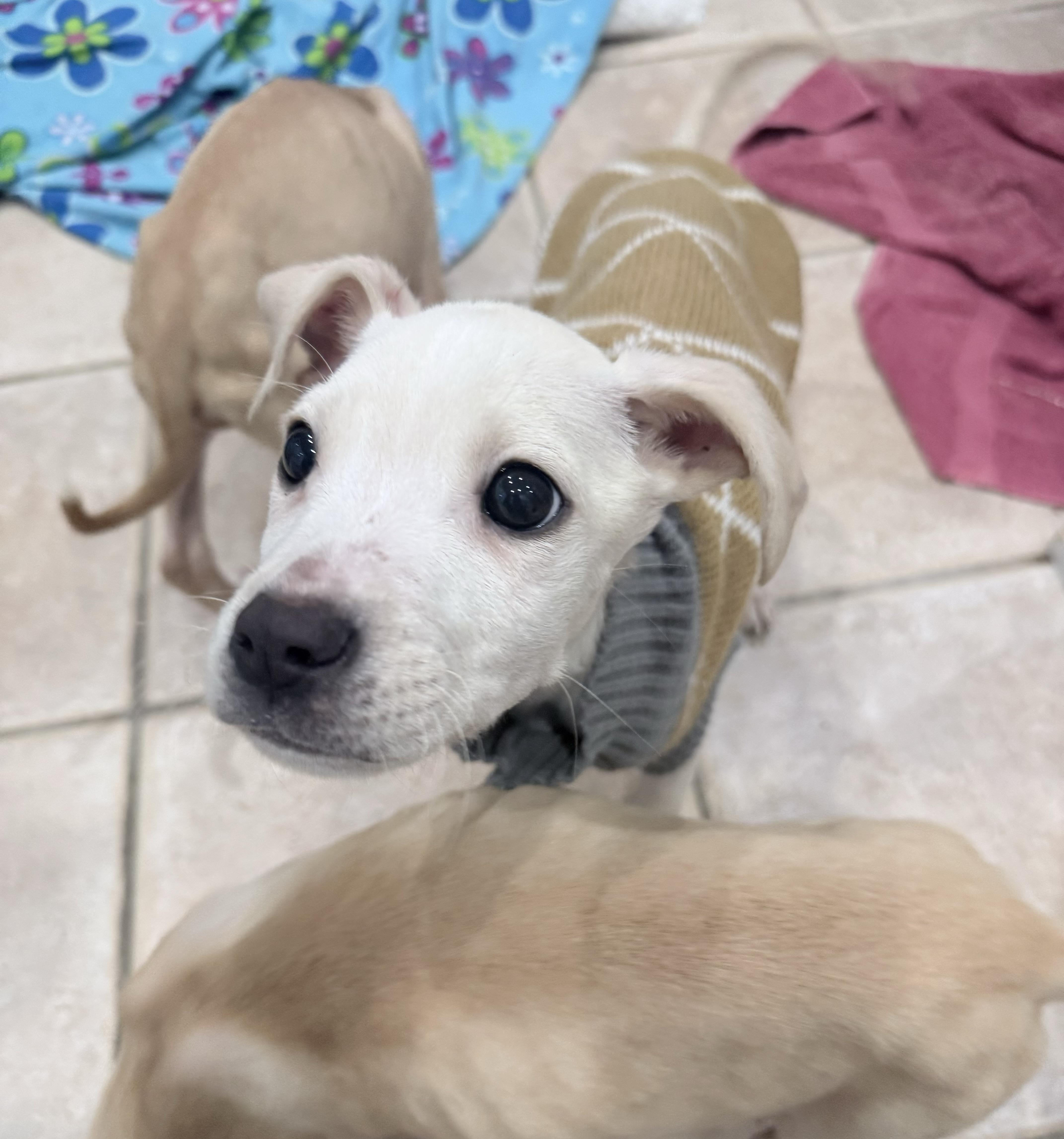 Enlarge Ken, an adopted mixed breed in China Township, MI image 5/5