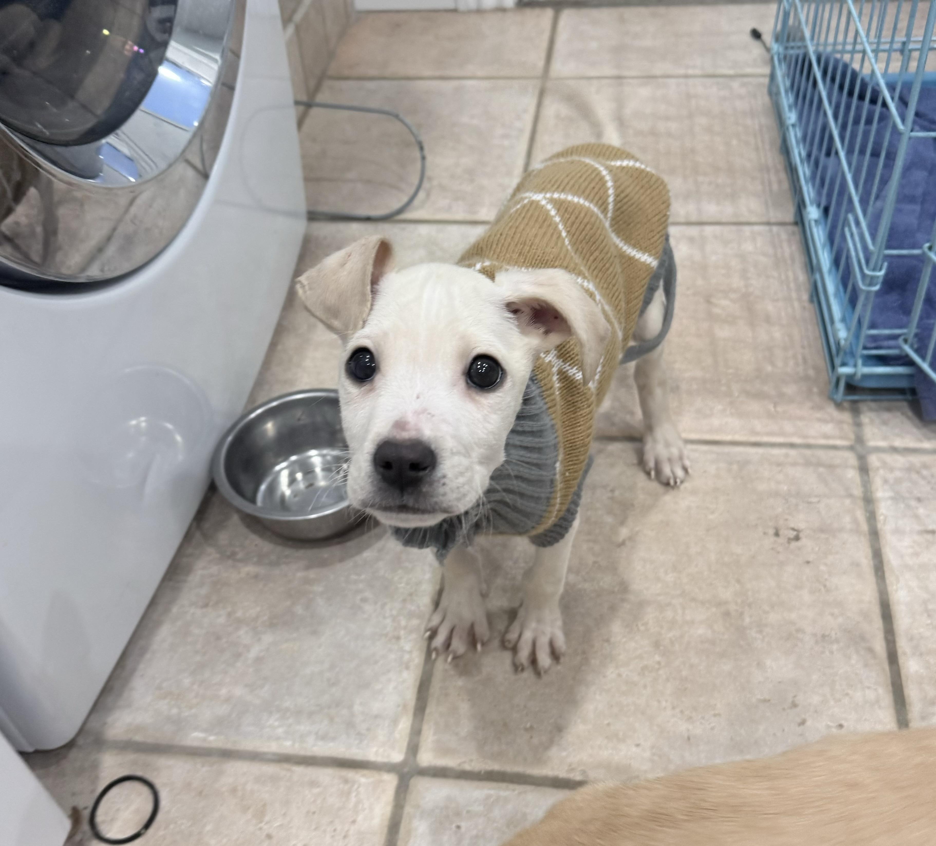 Enlarge Ken, an adopted mixed breed in China Township, MI image 1/5