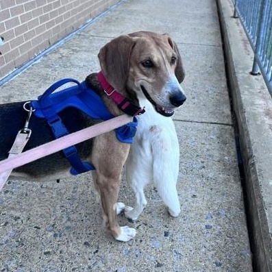 Enlarge Tilly, a Adoptable mixed breed in Brookeville, MD image 6/6