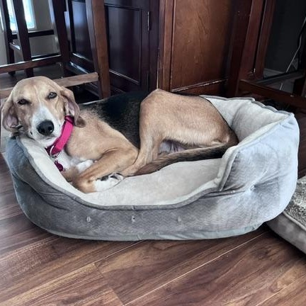 Enlarge Tilly, a Adoptable mixed breed in Brookeville, MD image 5/6