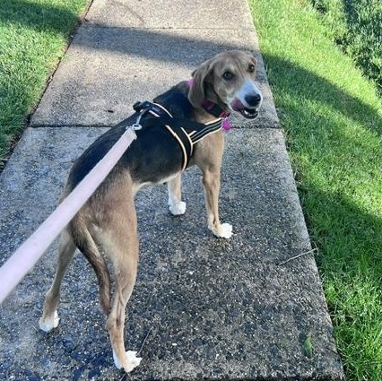 Enlarge Tilly, a Adoptable mixed breed in Brookeville, MD image 3/6