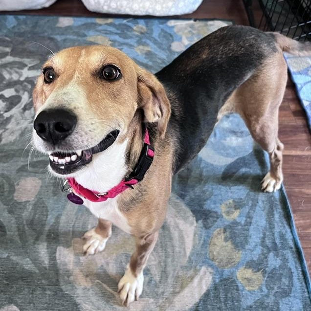 Tilly, Adoptable, Young Female American Foxhound & Hound.