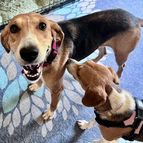 Enlarge Tilly, a Adoptable mixed breed in Brookeville, MD image 2/6