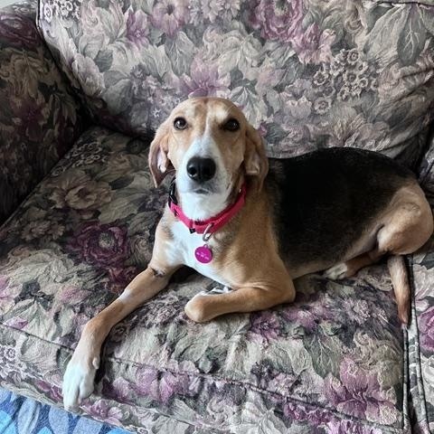 Enlarge Tilly, a Adoptable mixed breed in Brookeville, MD image 4/6