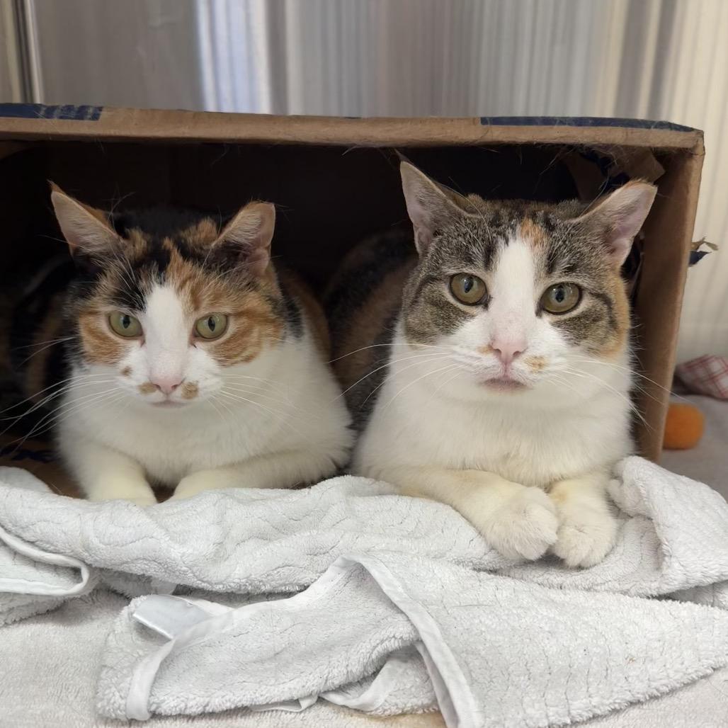 Ethel, Adoptable, Adult Female Domestic Short Hair.