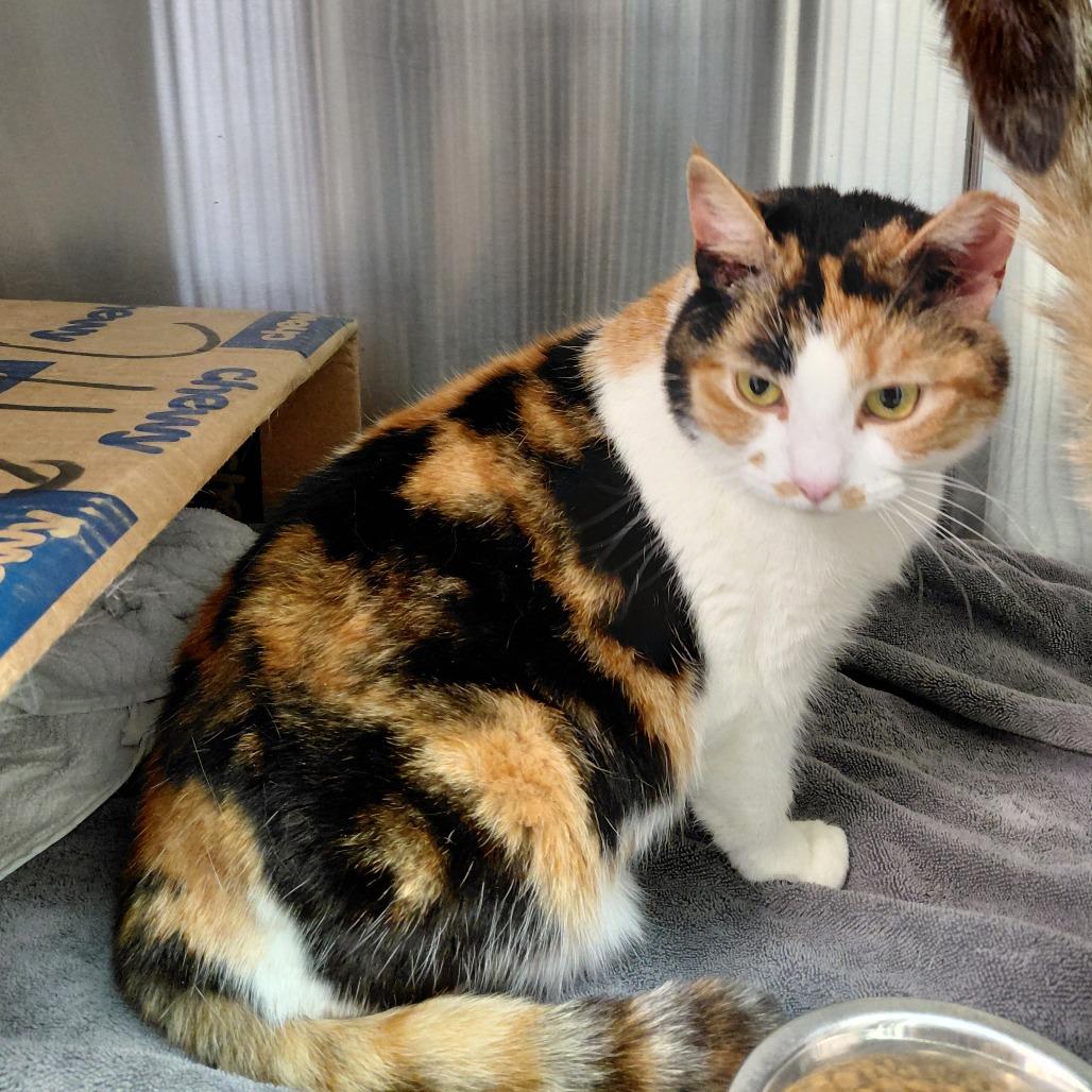 Enlarge Ethel, a Adoptable Domestic Short Hair in Philadelphia, PA image 2/6