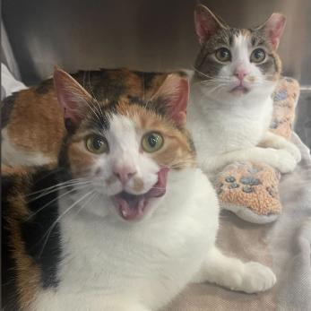 Enlarge Ethel, a Adoptable Domestic Short Hair in Philadelphia, PA image 3/6