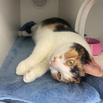 Enlarge Ethel, a Adoptable Domestic Short Hair in Philadelphia, PA image 4/6